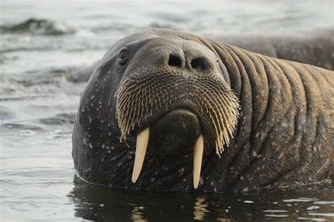 Protection of endangered species: the walrus | Russian Geographical Society