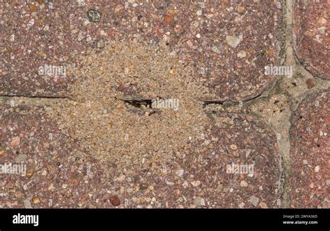 Pavement ants nest mound (Tetramorium immigrans) in paving stones ...