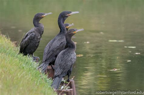 Cormorant