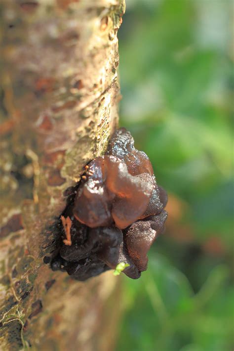 Jelly Fungi – wildlifemacro