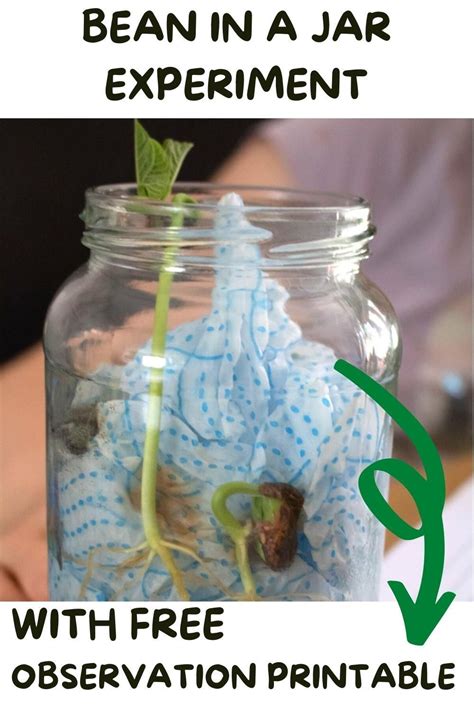 Seed Germination Bean in a Jar Experiment for Kids