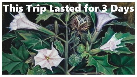 This Trip Lasted for 3 Days - A Datura Trip Report - YouTube