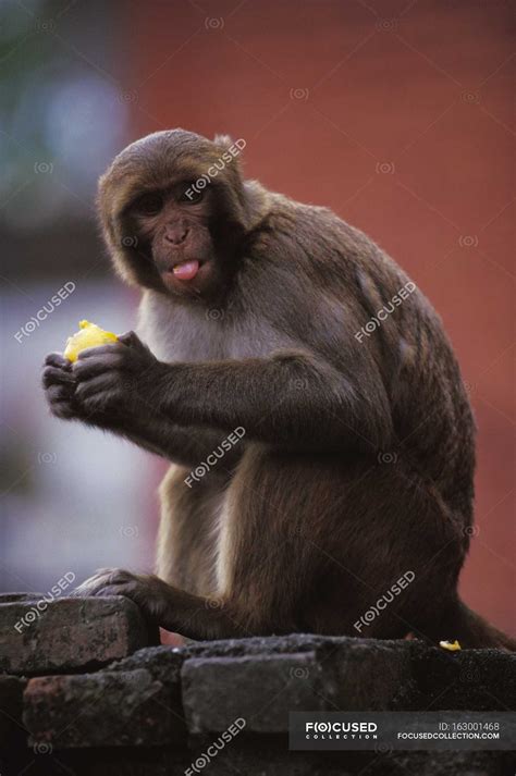 Monkey Eating Fruit — eco, background - Stock Photo | #163001468