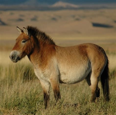 Przewalski's horse | petmapz by Dr. Katz, Your veterinarian endorsed ...