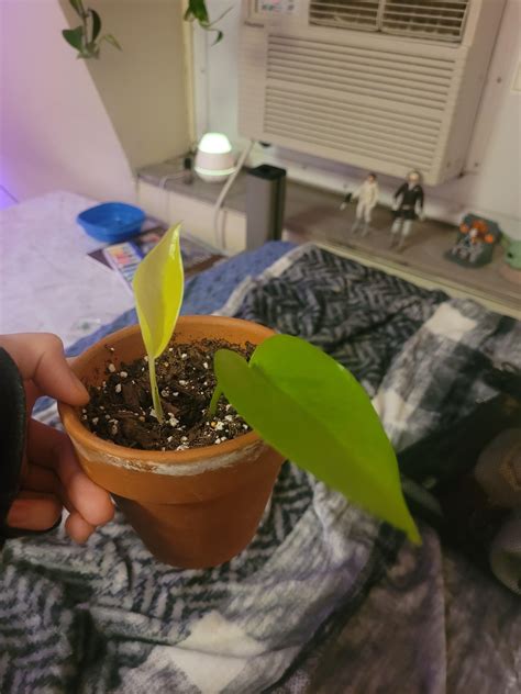 Neon pothos propagation first leaf 🥰🥰 : pothos