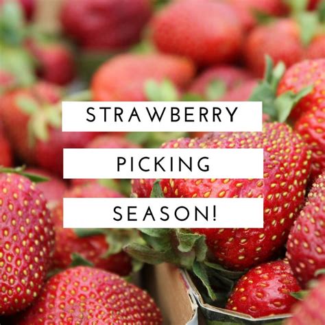 Strawberry Picking In Quebec - Ask Mama MOE