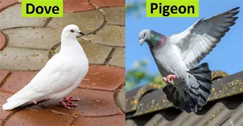 Dove vs. Pigeon: 4 Major Differences – Difference Camp