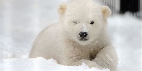 Cute Kali: Orphaned Polar bear cub prepares for move