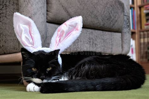 A Tomcat with Funny Ears of an Easter Bunny -Easter Holidays at Home Stock Image - Image of ears ...