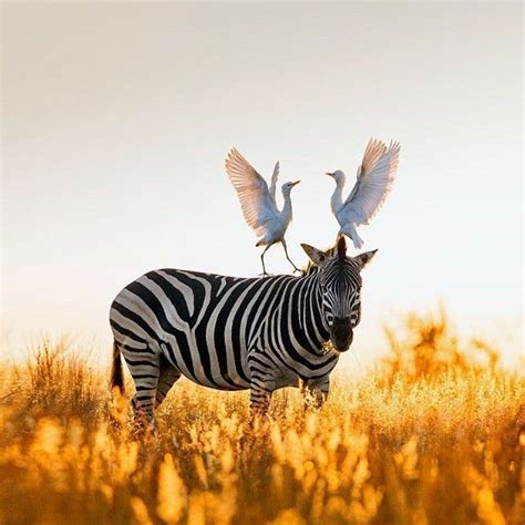 Cattle egrets atop a Burchell’s zebra in Rietvlei Nature Reserve, South ...