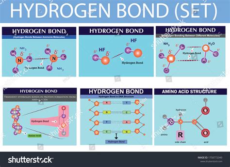 Hydrogen Bond Chemistry Lesson Infographic Hydrogen Stock Vector ...