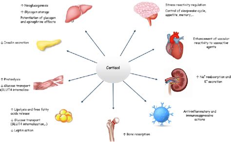 Corticosteroids: Uses, Mechanism of action, Side effects, Precautions ...