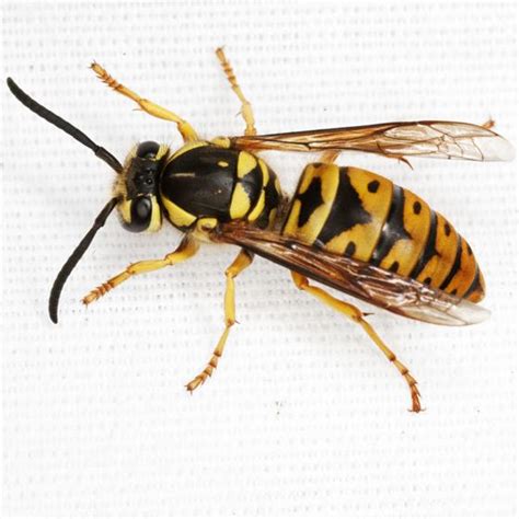 Eastern yellowjacket - Alchetron, The Free Social Encyclopedia