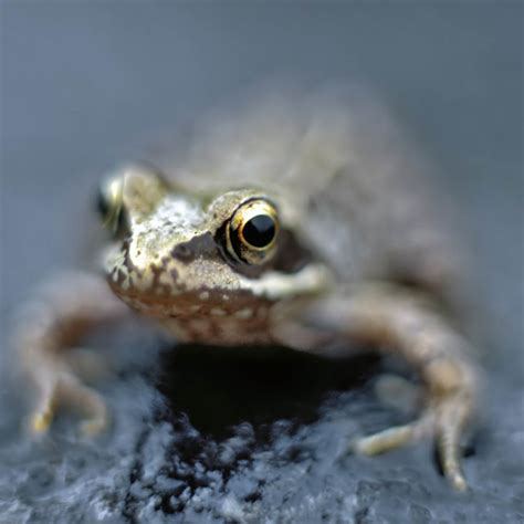 Frog in the rain - Simon Fraser Photo