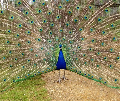 Galeri Foto Burung Merak Biru (Pavo Cristatus) Terbaru 2020