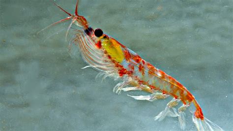 The Secret Life of Krill - The New York Times