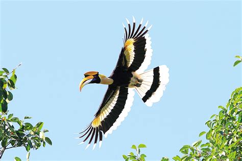 มูลนิธิศึกษาวิจัยนกเงือก - Thailand Hornbill Research Foundation