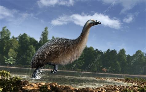 Artwork of Giant Moa in New Zealand - Stock Image - C021/8228 - Science ...