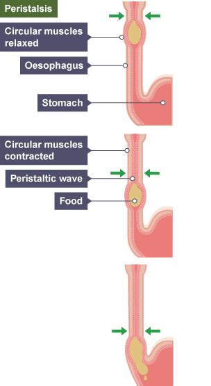 BBC Bitesize - GCSE Biology - Digestive system - Revision 3