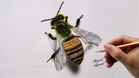 Honey Bee Scientific Drawing