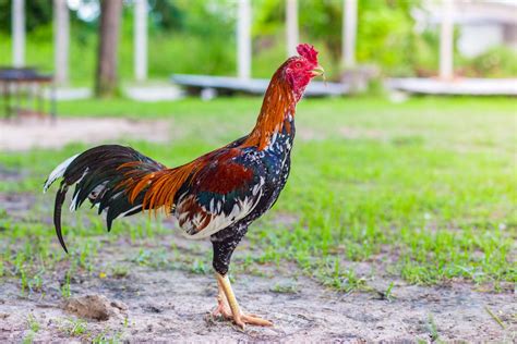 Cara Merawat Ayam Bangkok Aduan Yang Baik Dan Benar - Bagi Hal Baik