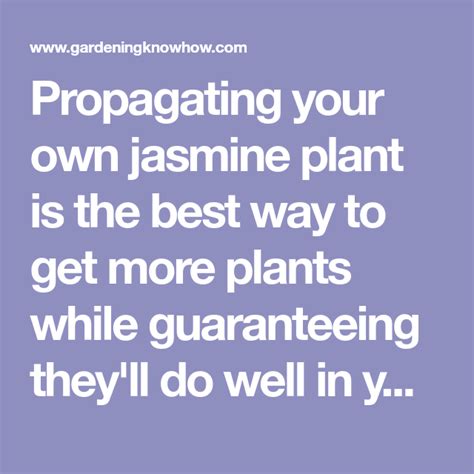 Jasmine Propagation: Tips For Seed Starting And Rooting Jasmine Cuttings | Jasmine plant ...