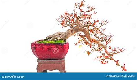 Cascade bonsai plant stock photo. Image of shape, culture - 24043376