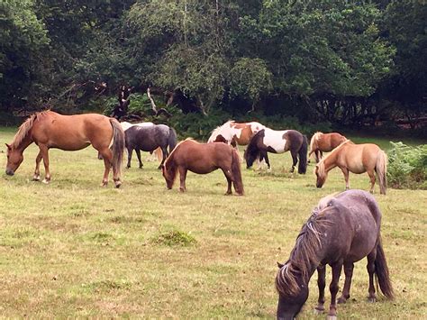 New Forest pony assortment Photo Focus, New Forest, Captured Moments ...