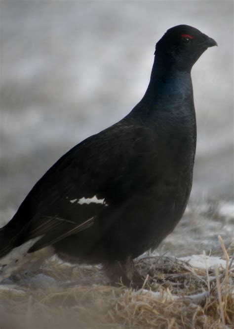 Col's Digiscope Blog: Black Grouse & Mink, Teesdale