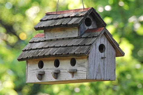 Bird House Building Tips and Resources