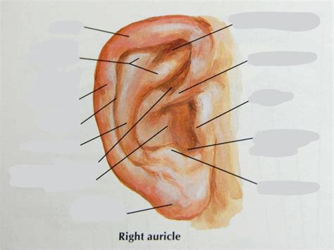 Chapter 2 - Sound and Hearing Diagram | Quizlet