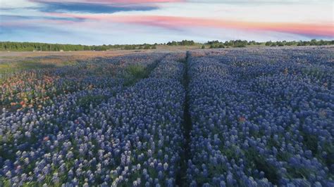 Looking for Texas bluebonnets? Check out the Bluebonnet Trails Festival ...