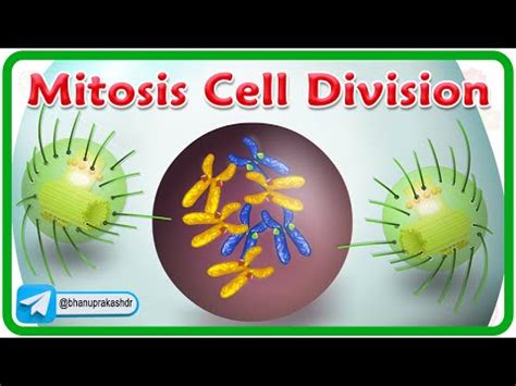 Mitosis Cell Division Animation | Phases of mitosis | Cell Cycle | Видео