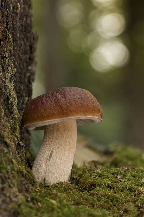 22 Extraordinary Macro Photography of Mushrooms | 99inspiration