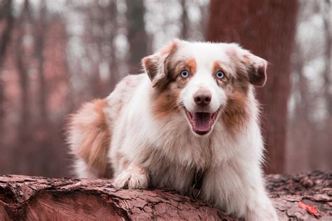 Australian Shepherd Names | The 123 Most Popular