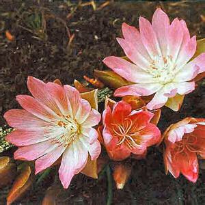 Montana State Flower, Bitterroot (Lewisia rediviva), from NETSTATE.COM