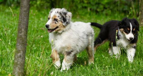 Australian Shepherd Growth Chart | Aussie Weight & Size Chart