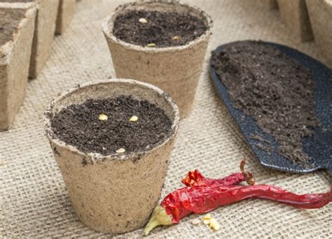 The 15 Best Vegetable Seeds to Plant NOW (in January & February)