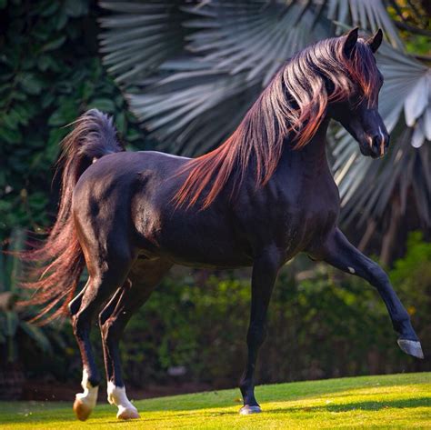 Pin by Lisa Shepard on Black; smoky, coal, sunburnt any shade. | Horses ...