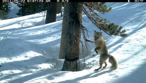 Sierra Nevada Red Fox in Yosemite National Park - Yosemite National ...