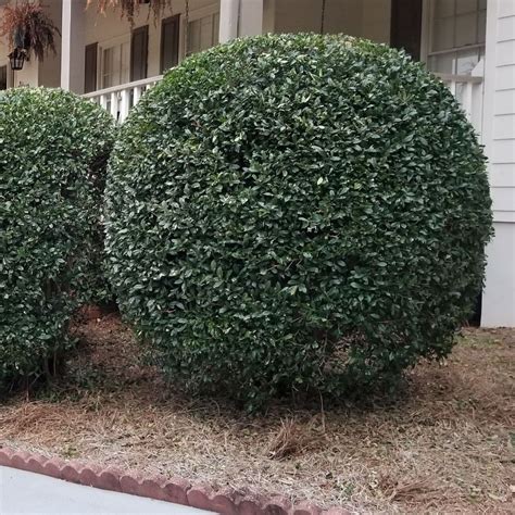 #1 Best Rated Hedge, Tree, & Shrub Trimming In Lewis Center, OH