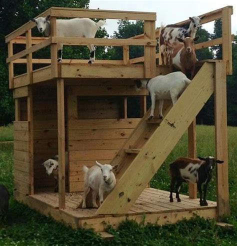 DIY Rooftop Terrace Goat House... #goats #homestead #homesteading Goat ...