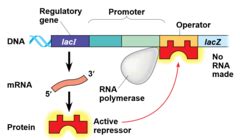 AP Bio Lac Operon Quiz | Quizlet