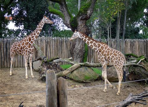Giraffes | Stephen Kennedy | Flickr