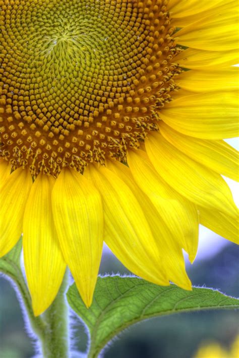 Close-up of a sunflower | Smithsonian Photo Contest | Smithsonian Magazine