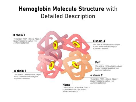 Hemoglobin Molecule