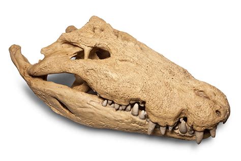 Crocodile Skull Anatomy