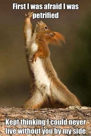 Squirrel Dance… Friday Funny - With Our Best - Denver Lifestyle Blog