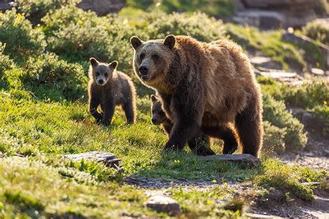 Art & Collectibles Glacier National Park Bear Print Bear and Cubs ...