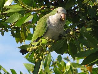 Quaker parrots #2 | cuatrok77 | Flickr